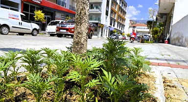 ÇİNE, MEVSİMLİK ÇİÇEKLERLE RENKLENECEK