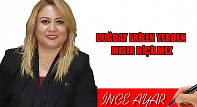 BUĞDAY EKİLEN YERDEN MISIR BİÇİLMEZ