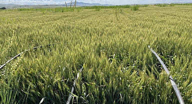 Damla Sulamayla Buğday Üretimi,