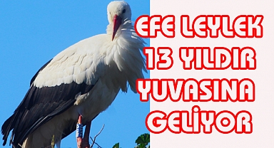 EFE LEYLEK 13 YILDIR YUVASINA GELİYOR