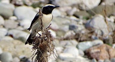 Nadir çöl kuyrukkakanı Türkiye’de fotoğraflandı