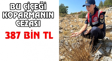 Bu Çiçeği Koparmanın Cezası 387 Bin TL