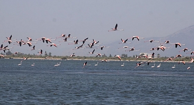 MEKSİKA KÖRFEZİNDEN BURAYA 7000 KM YOL KAT EDİYORLAR