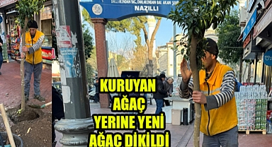 O Ağaç yenilendi