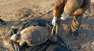 ÖLÜ DENİZ KAPLUMBAĞALAR KUŞADASI SAHİLİNE VURDU