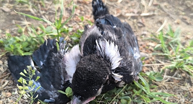 Minik bir kurtarma operasyonu