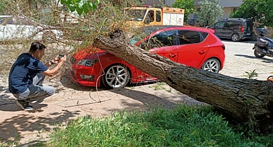 Park Halinde duran aracın üzerine ağaç düştü