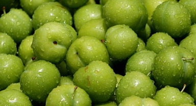 Pazarın Şampiyonu Erik oldu