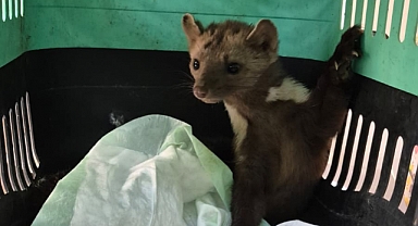 KUŞADASI BELEDİYESİ YARALI GELİNCİĞE YAŞAM UMUDU OLDU