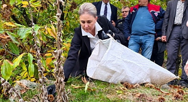 Nazilli'de Kestane Hasadı Coşkusu: 
