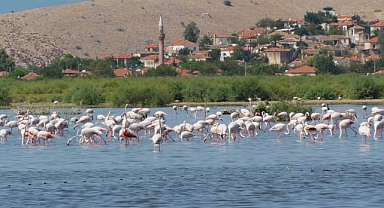 Ulusal flamingo tür eylem planı çalıştayı İzmir’de yapıldı. 