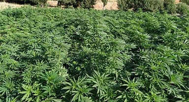 NAZİLLİLİ İŞ İNSANI İZMİR'DE GERÇEKLEŞEN DEV UYUŞTURUCU OPERASYONUNDA TUTUKLANDI