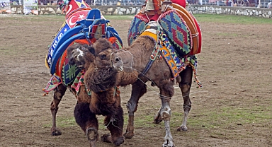 Aydınlı deveciler umutla bekliyordu: Bakanlıktan haber geldi