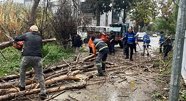 Nazilli Belediyesi’nden devrilen ağaçlara hızlı müdahale
