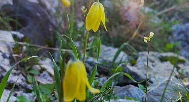 Ağlayan Gelinler çiçek açtı