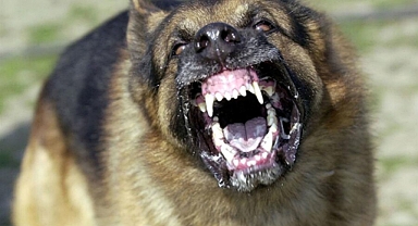 BOZDOĞANDA KÖPEK VAHŞETİ YAŞLI ADAMIN DURUMU AĞIR