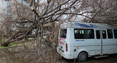 Çine’de dut ağacı minibüsün üstüne devrildi