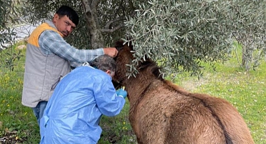 İncirliova’da Afrika At Vebası’na karşı çalışma başlatıldı   