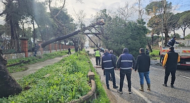 Nazilli'de fırtınayla devrilen dev çam ağacı karayolunu trafiğe kapadı 
