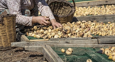 Nazilli'de incir üreticileri bilinçleniyor   