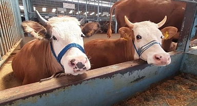 Nazilli'de şap hastalığı söndü, kısıtlama kaldırıldı  