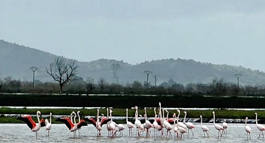 Tarlaları su bastı, flamingolar keyfini sürdü  