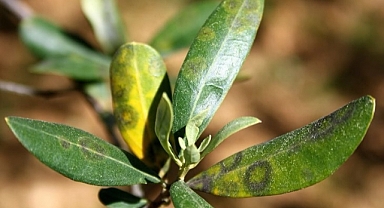 Zeytinde halkalı leke hastalığı ile mücadele çağrısı   