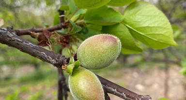 Ağaçlar çiçek açtı, bahçelerde meyve tutumu takibi yapıldı 
