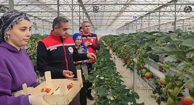 Aydın’da çilek hasadı başladı   