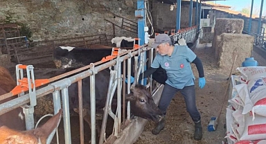 Aydın'da şap ve hastalıklara karşı aşılama çalışmaları sürüyor