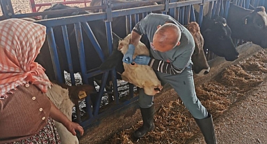 Bozdoğan'da aşı ve küpeleme çalışmaları sürüyor   