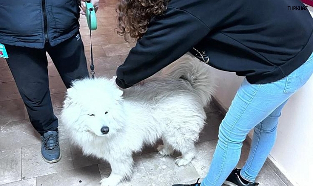 Didim'de evcil hayvanlar aşılanıyor