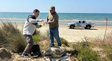 KUŞADASI'NDA CARETTA CARETTA ÖLÜMLERİNDE CİDDİ ARTIŞ