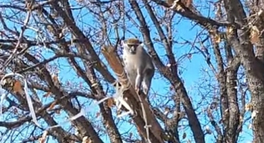 O MAYMUN ÇİVRİL'DE KORUMA ALTINA ALINDI