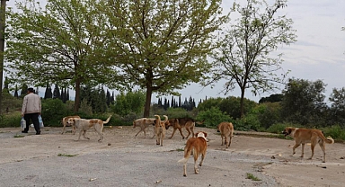 Aydın'da sokak köpeği sorunu devam ediyor  