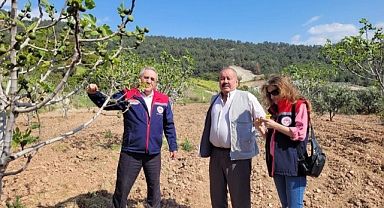 Buharkent'te ilek bahçeleri kontrol edildi   