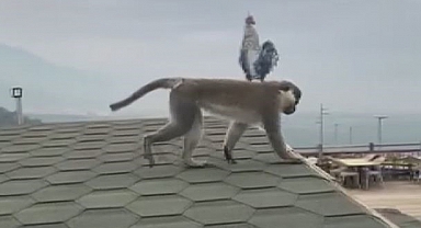 FİRARİ MAYMUN DENİZLİ TUTUNA ÇIKTI